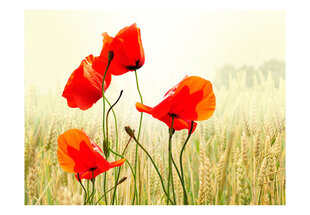 Foto tapete - The beauty of wild poppies cena un informācija | Fototapetes | 220.lv