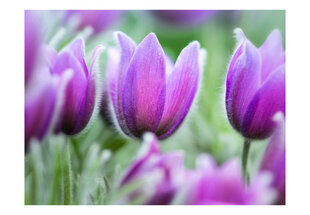 Foto tapete - Purple spring tulips cena un informācija | Fototapetes | 220.lv