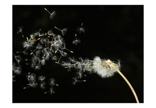 Foto tapete - Dandelion seeds carried by the wind cena un informācija | Fototapetes | 220.lv