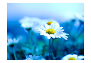 Foto tapete - Daisy on a blue meadow cena un informācija | Fototapetes | 220.lv
