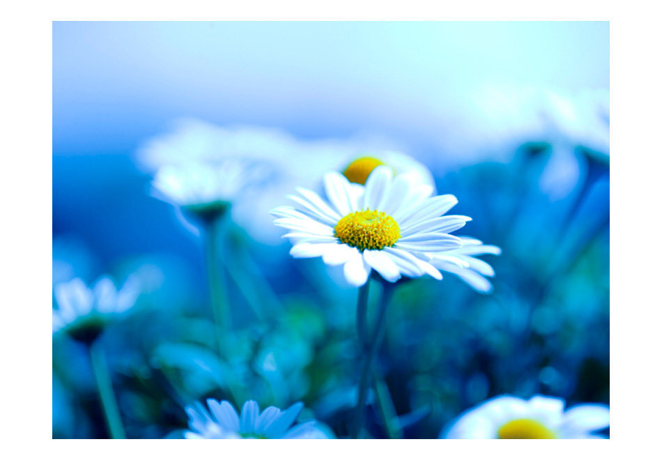 Foto tapete - Daisy on a blue meadow цена и информация | Fototapetes | 220.lv