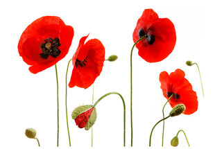 Foto tapete - Red poppies, summertime reminiscence cena un informācija | Fototapetes | 220.lv