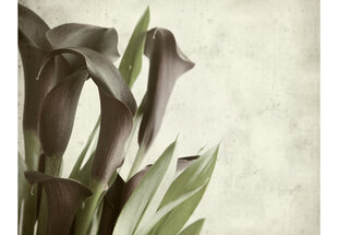 Foto tapete - Dark purple calla lilies - old paper background цена и информация | Фотообои | 220.lv