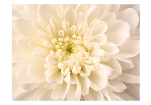 Foto tapete - White dahlia cena un informācija | Fototapetes | 220.lv