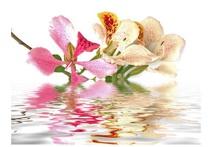 Foto tapete - Tropical flowers - orchid tree (bauhinia) cena un informācija | Fototapetes | 220.lv