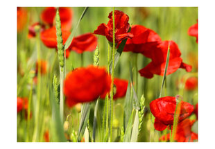 Foto tapete - Cereal field with poppies cena un informācija | Fototapetes | 220.lv