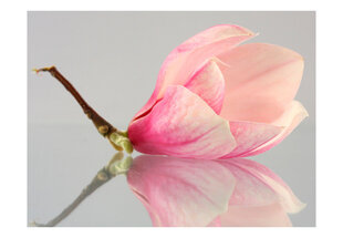 Foto tapete - A lonely magnolia flower cena un informācija | Fototapetes | 220.lv