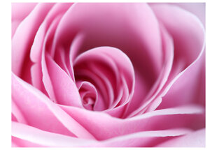 Foto tapete - Pink rose cena un informācija | Fototapetes | 220.lv