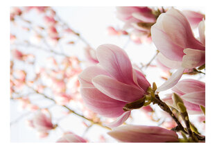 Foto tapete - Pink magnolia cena un informācija | Fototapetes | 220.lv