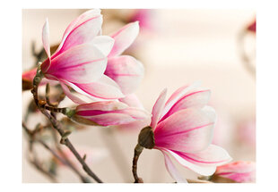 Foto tapete - Branch of magnolia tree cena un informācija | Fototapetes | 220.lv