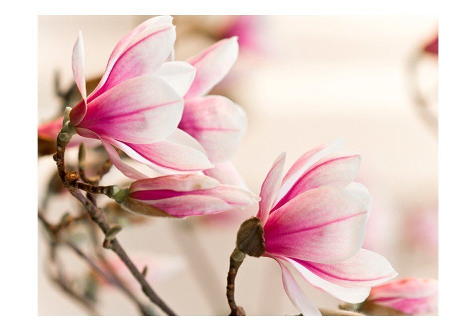 Foto tapete - Branch of magnolia tree цена и информация | Fototapetes | 220.lv