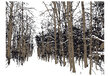 Foto tapete - trees - autumn cena un informācija | Fototapetes | 220.lv