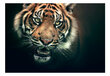 Foto tapete - Bengal Tiger цена и информация | Fototapetes | 220.lv