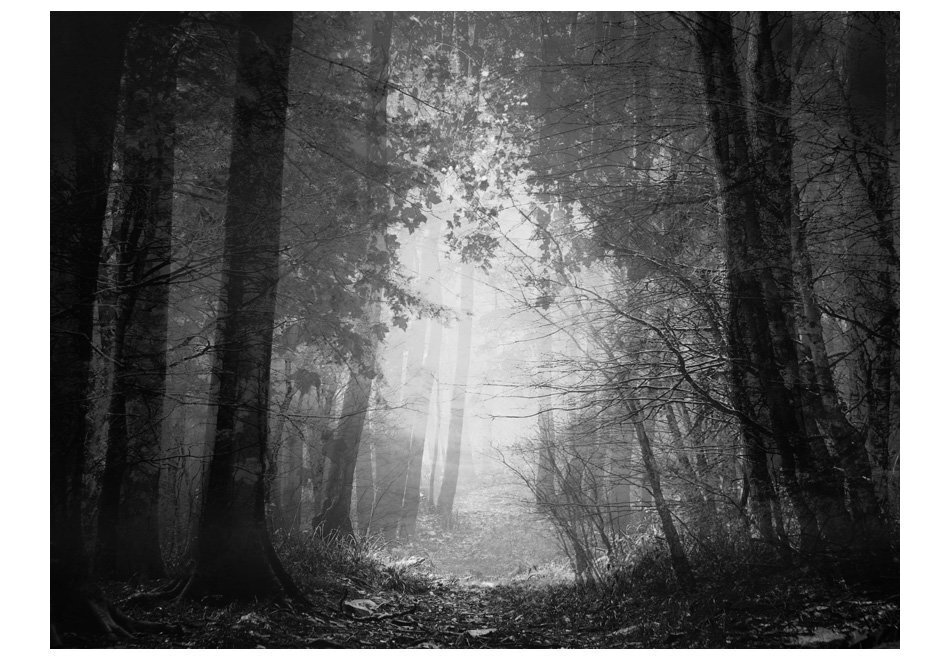 Foto tapete - Forest of shadows cena un informācija | Fototapetes | 220.lv