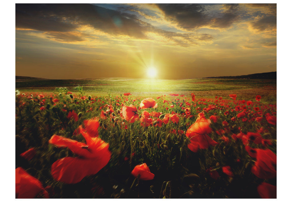 Foto tapete - Morning on the poppy meadow cena un informācija | Fototapetes | 220.lv