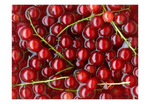 Foto tapete - Redcurrants bathed in water cena un informācija | Fototapetes | 220.lv