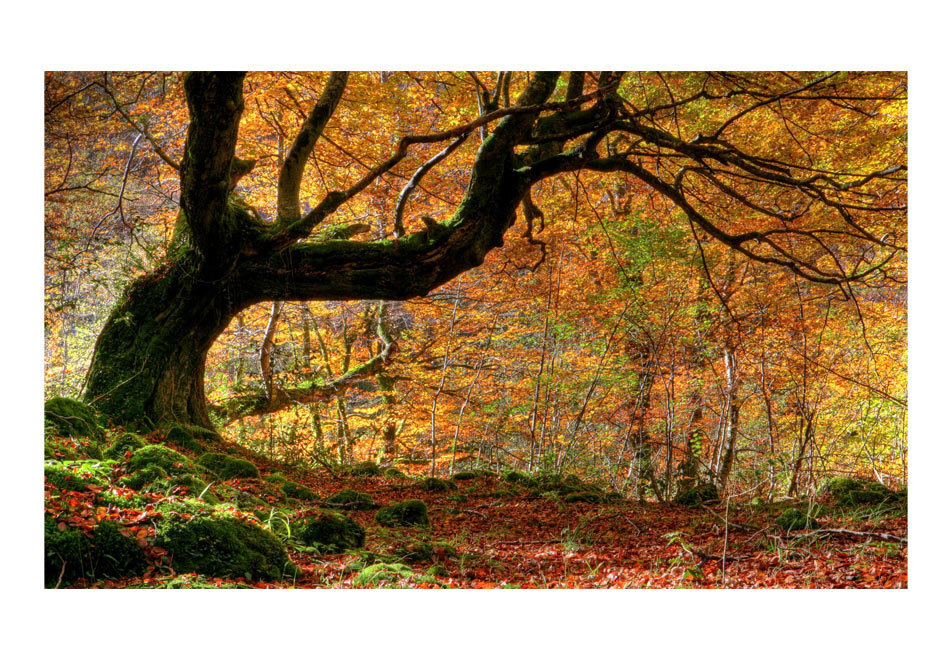 Foto tapete - Autumn, forest and leaves cena un informācija | Fototapetes | 220.lv