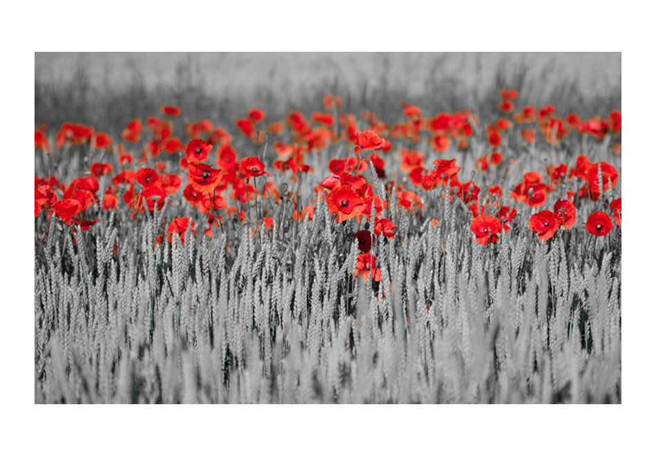 Foto tapete - Red poppies on black and white background cena un informācija | Fototapetes | 220.lv