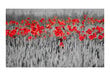 Foto tapete - Red poppies on black and white background цена и информация | Fototapetes | 220.lv