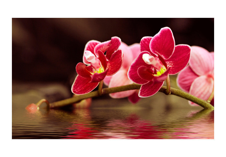 Foto tapete - Beautiful orchid flowers on the water цена и информация | Fototapetes | 220.lv