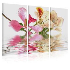 Glezna - Orchid with colorful spots cena un informācija | Gleznas | 220.lv