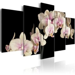 Glezna - An orchid on a contrasting background cena un informācija | Gleznas | 220.lv