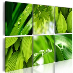 Glezna - Fresh green leaves цена и информация | Картины | 220.lv