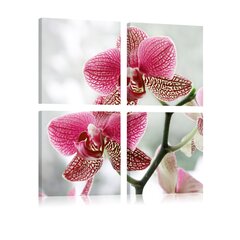 Glezna - Fancy orchid цена и информация | Картины | 220.lv
