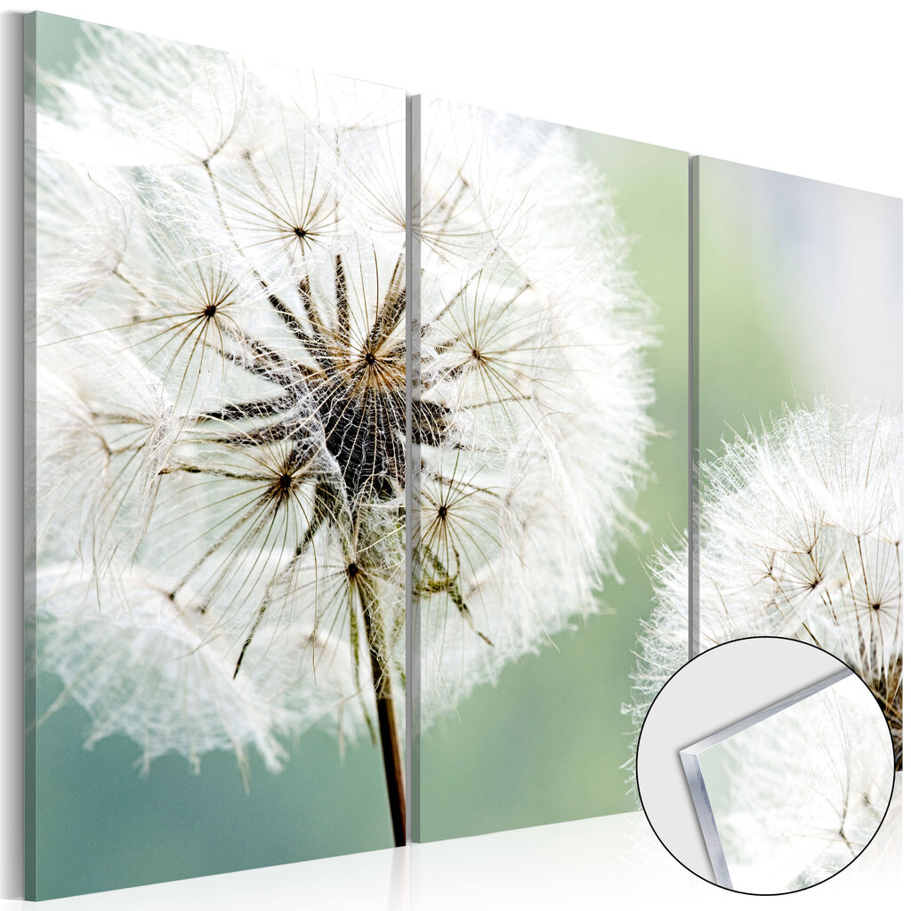 Akrila apdruka - Fluffy Dandelions [Glass] цена и информация | Gleznas | 220.lv