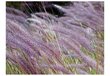 Fototapetes - Zaļais lauks un violetie ziedi cena un informācija | Fototapetes | 220.lv
