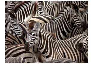 Fototapetes - Zebras cena un informācija | Fototapetes | 220.lv