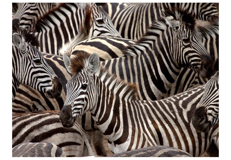 Fototapetes - Zebras cena un informācija | Fototapetes | 220.lv