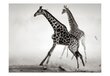 Fototapetai - Žirafes cena un informācija | Fototapetes | 220.lv