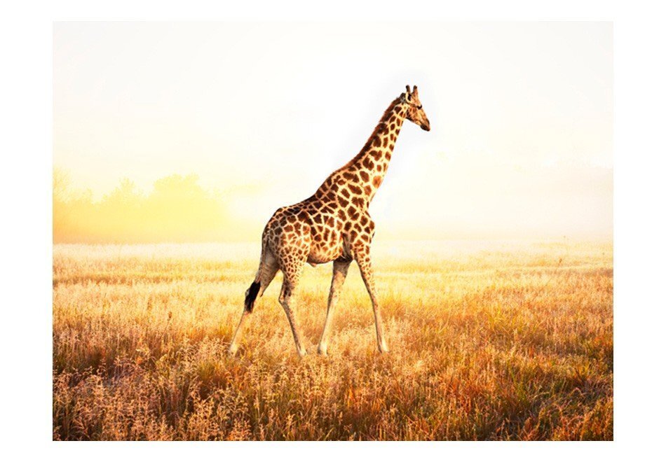 Fototapetes - Žirafe cena un informācija | Fototapetes | 220.lv