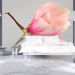 Fototapetes - A lonely magnolia flower 300x231 cm cena un informācija | Fototapetes | 220.lv