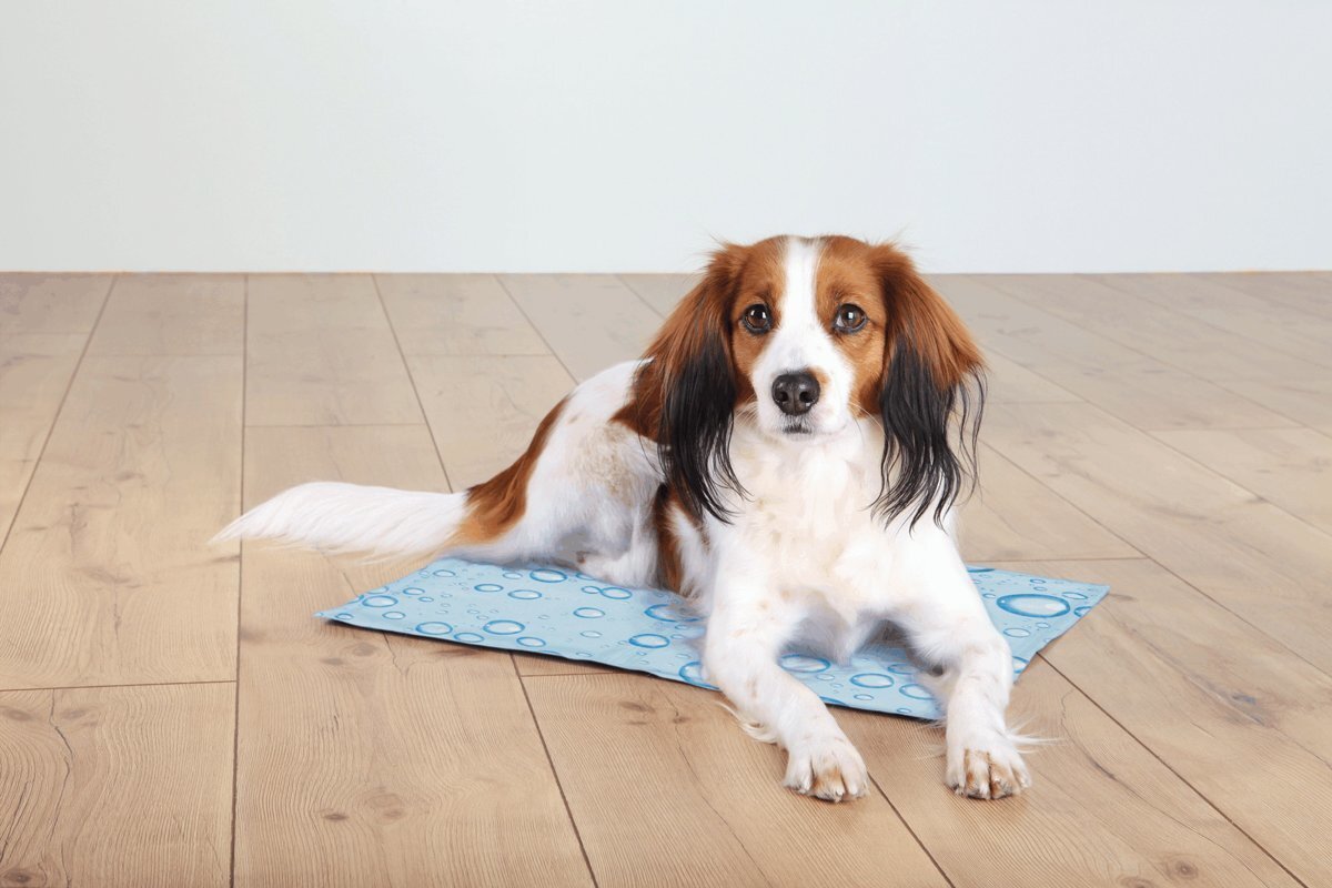 Trixie atvēsinošs paklājs suņiem M, 50x40 cm cena un informācija | Suņu gultas, spilveni, būdas | 220.lv