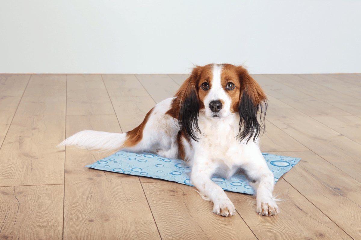 Trixie atvēsinošs paklājs suņiem S, 40x30 cm цена и информация | Suņu gultas, spilveni, būdas | 220.lv