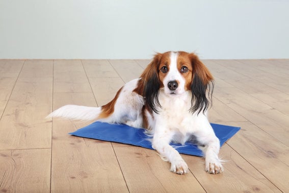 Trixie atvēsinošs paklājs suņiem XXL, 110x70 cm цена и информация | Suņu gultas, spilveni, būdas | 220.lv