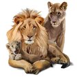 Bērnu interjera uzlīme Lauvu ģimene