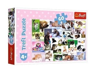 Puzle Trefl Kaķu pasaule, 60 d. cena un informācija | Puzles, 3D puzles | 220.lv