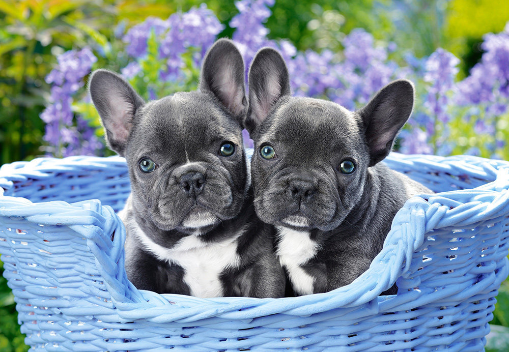 Puzle Puzzle Castorland French Bulldog Puppies, 1000 gab. cena un informācija | Puzles, 3D puzles | 220.lv