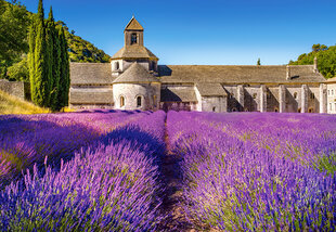 Puzle Puzzle Castorland Lavender Field in Provence, France, 1000 gab. cena un informācija | Puzles, 3D puzles | 220.lv