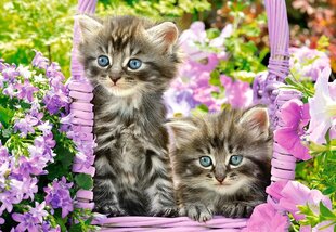 Puzle Puzzle Castorland Kitten in Summer Garden, 1000 gab. цена и информация | Пазлы | 220.lv