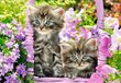 Puzle Puzzle Castorland Kitten in Summer Garden, 1000 gab. цена и информация | Puzles, 3D puzles | 220.lv