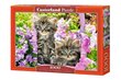 Puzle Puzzle Castorland Kitten in Summer Garden, 1000 gab. cena un informācija | Puzles, 3D puzles | 220.lv