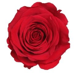 Stabilizētā roze Amorosa Premium sarkana цена и информация | Спящие стабилизированные розы, растения | 220.lv