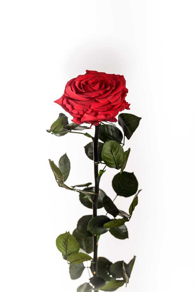 Stabilizētā roze Amorosa Premium sarkana cena un informācija | Stabilizētās rozes, augi | 220.lv