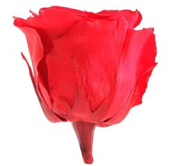 Stabilizators rozes Standard cena un informācija | Stabilizētās rozes, augi | 220.lv