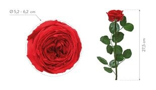 Stabilizēta mini peonijas roze Amorosa Sarkana cena un informācija | Stabilizētās rozes, augi | 220.lv