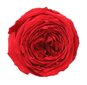 Stabilizēta mini peonijas roze Amorosa Sarkana cena un informācija | Stabilizētās rozes, augi | 220.lv